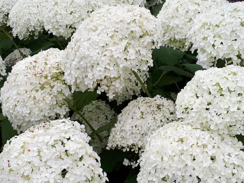 Hortensia Annabelle biologisch, Tuin en Terras, Vaste plant, Halfschaduw, Zomer, Ophalen