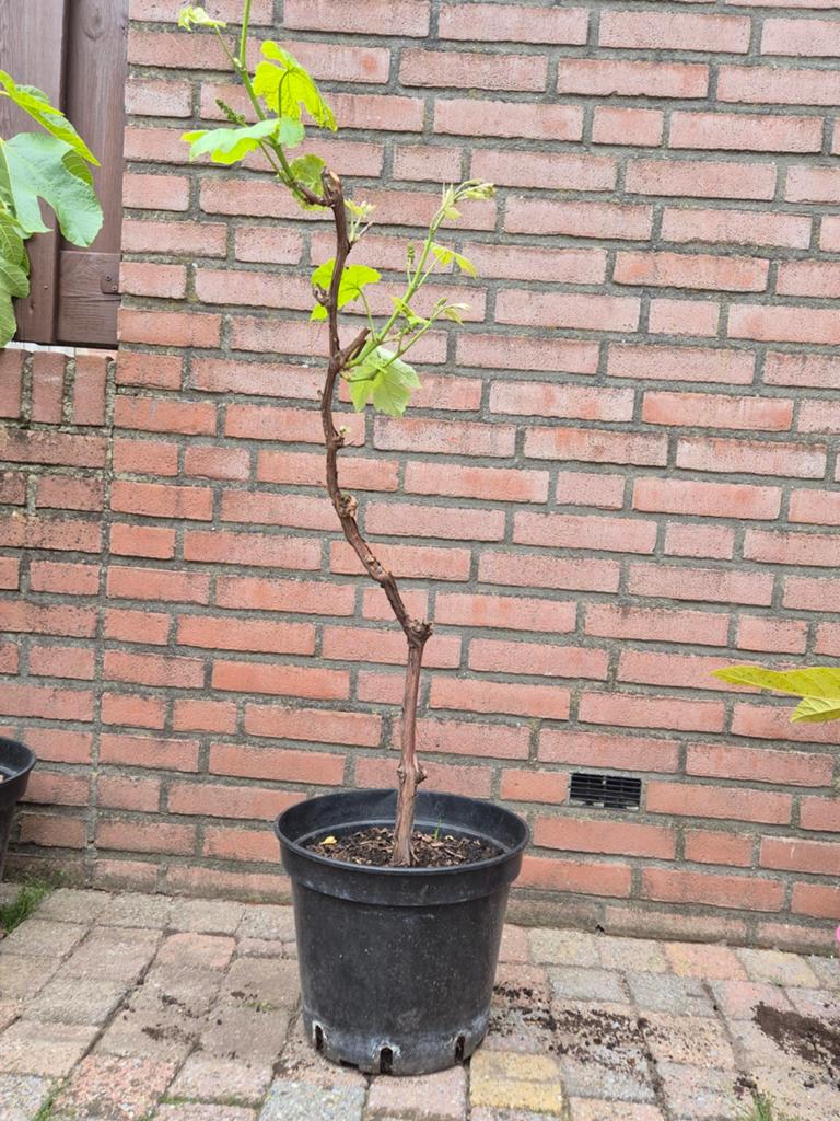 Druivenrank/Witte Druif, Tuin en Terras, Planten | Fruitbomen, Ophalen of Verzenden, Minder dan 100 cm, Overige soorten