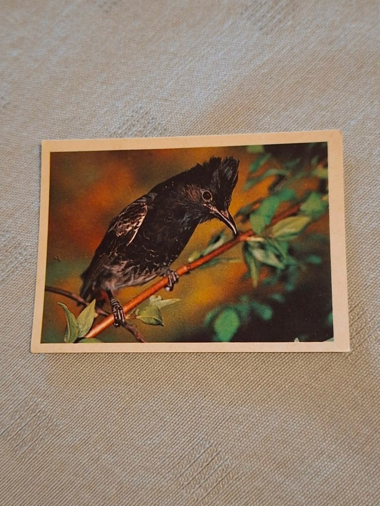 Prentje/Chromo : Kala-Bulbul, 1960 tot 1980, Gebruikt, Ophalen of Verzenden, Dier