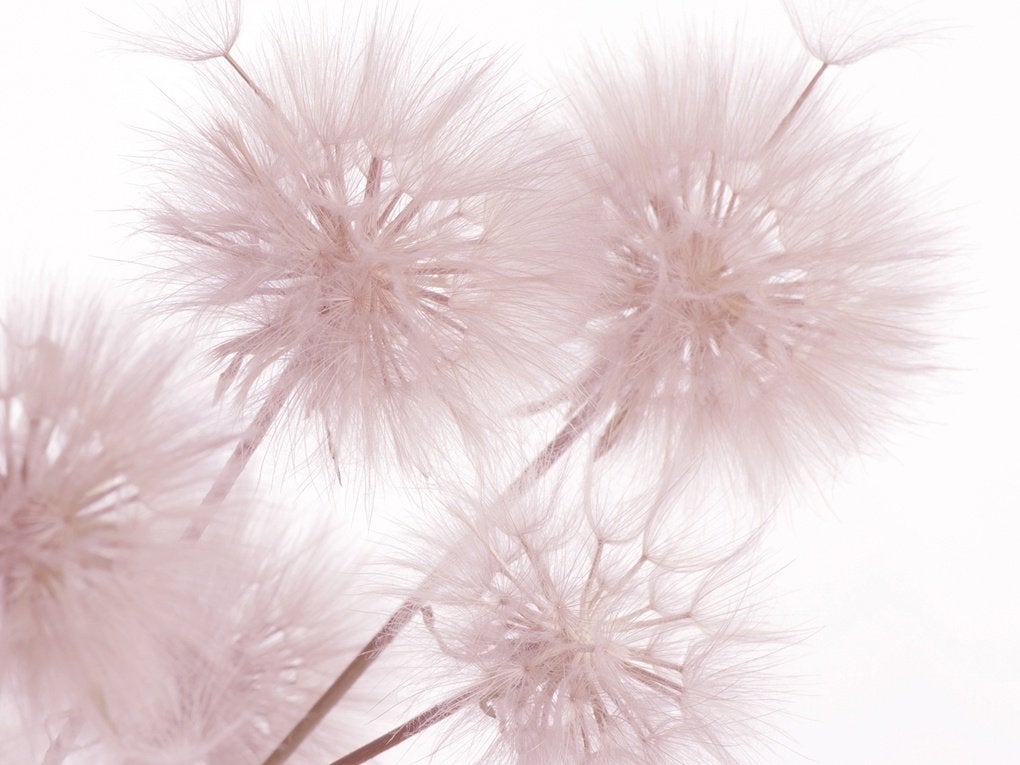 Paardenbloem fotobehang Roze, 375x270 cm en Ook op Maat, Verzenden, Roze