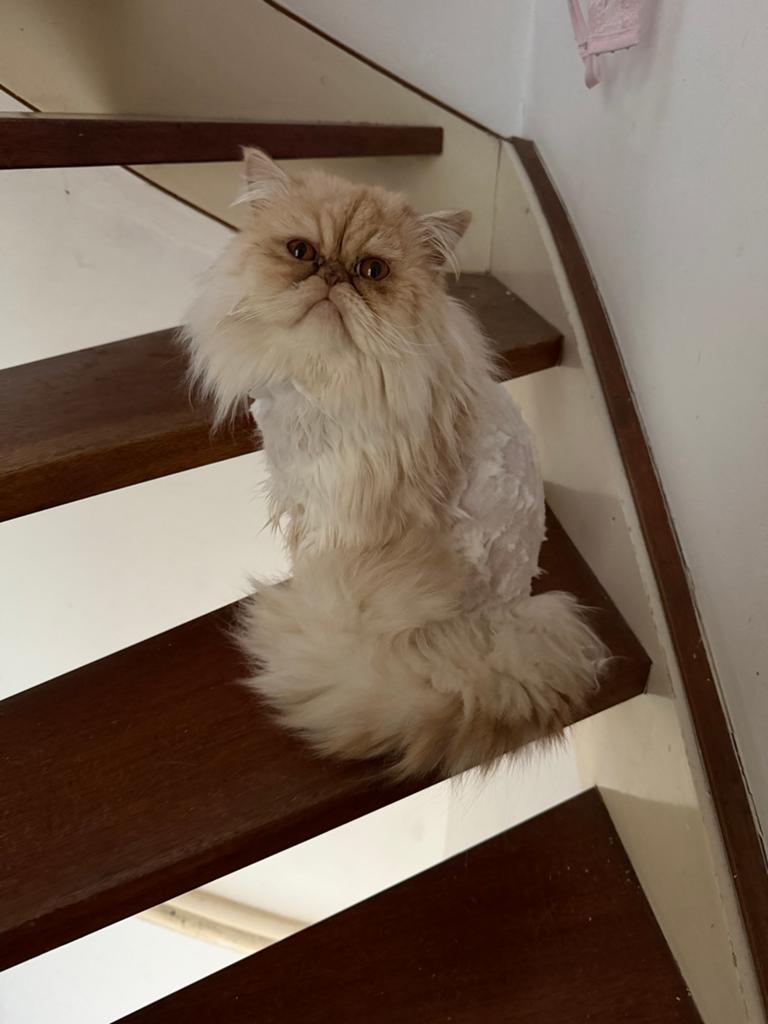 Perzische kat 1 jaar oud, Dieren en Toebehoren, Katten en Kittens | Raskatten | Langhaar, Kater, Ontwormd, 0 tot 2 jaar