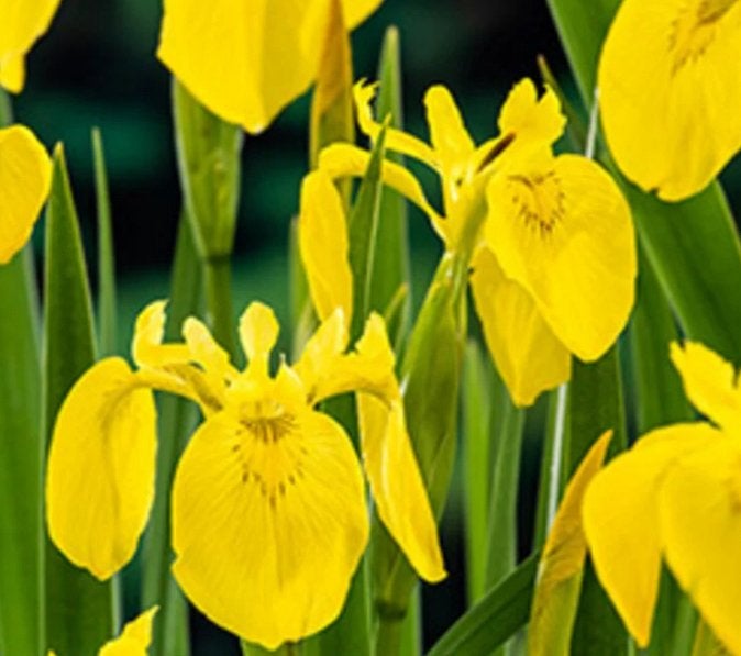 Gele lis volwassen planten, Ophalen of Verzenden