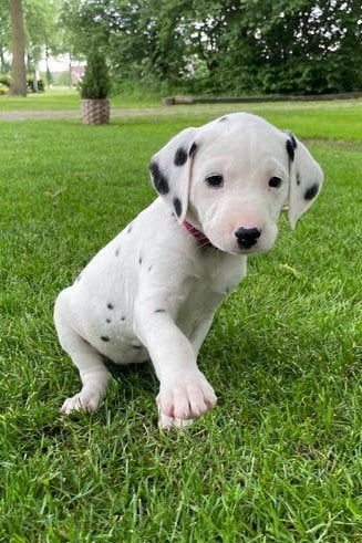 Prachtige Dalmatiër pups te koop!, Dieren en Toebehoren, Parvo, 8 tot 15 weken, Groot, Meerdere