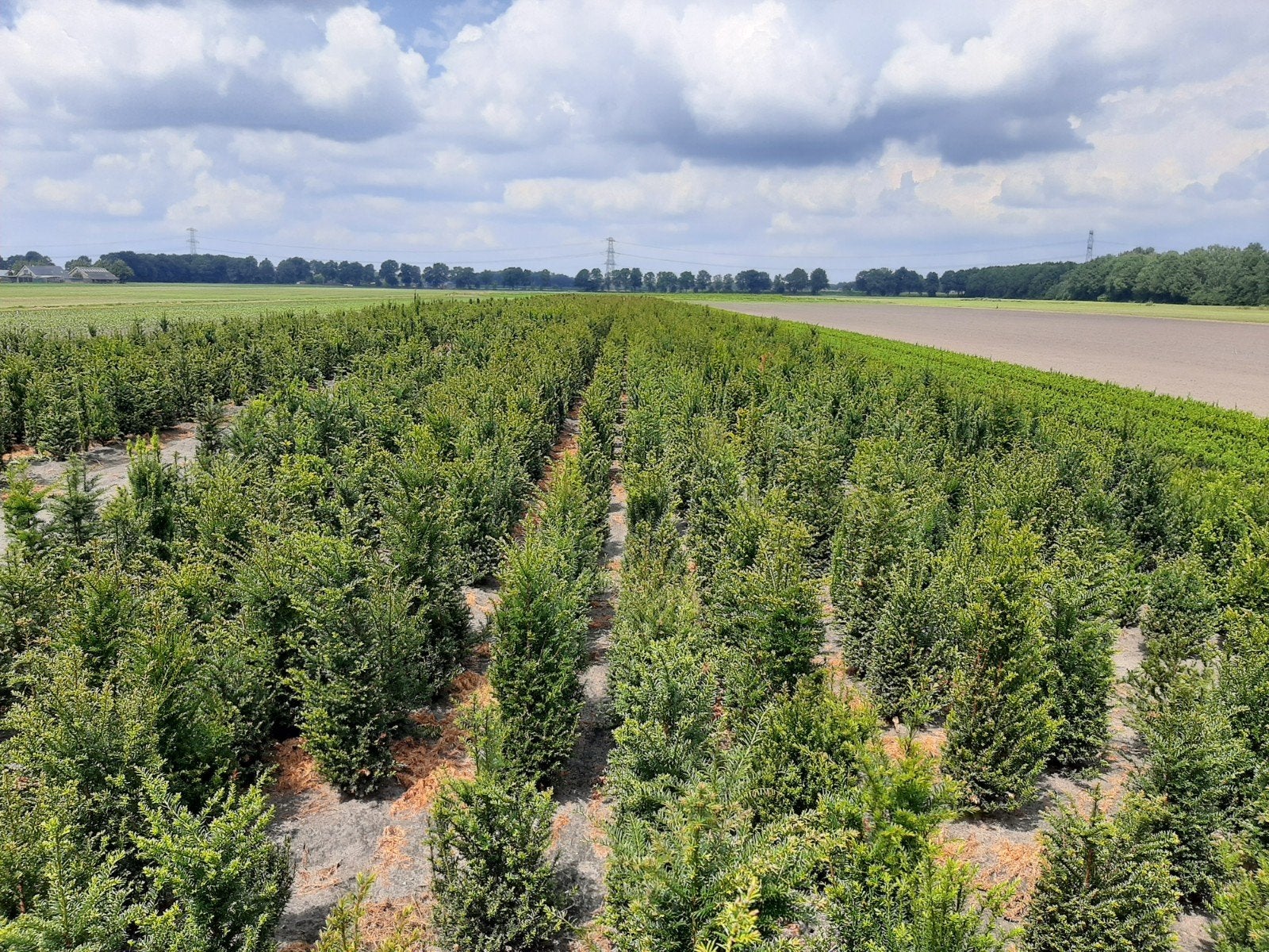 Taxus Baccata - Diverse Maten Leverbaar vanaf September €5,, Ophalen, Bloeit niet, Overige soorten, Volle zon