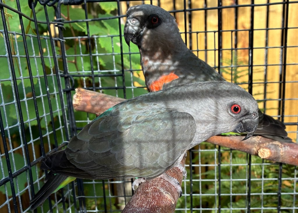 1-1 Poicephalus Rufiventris 2019, Dieren en Toebehoren, Meerdere dieren, Papegaai, Geringd