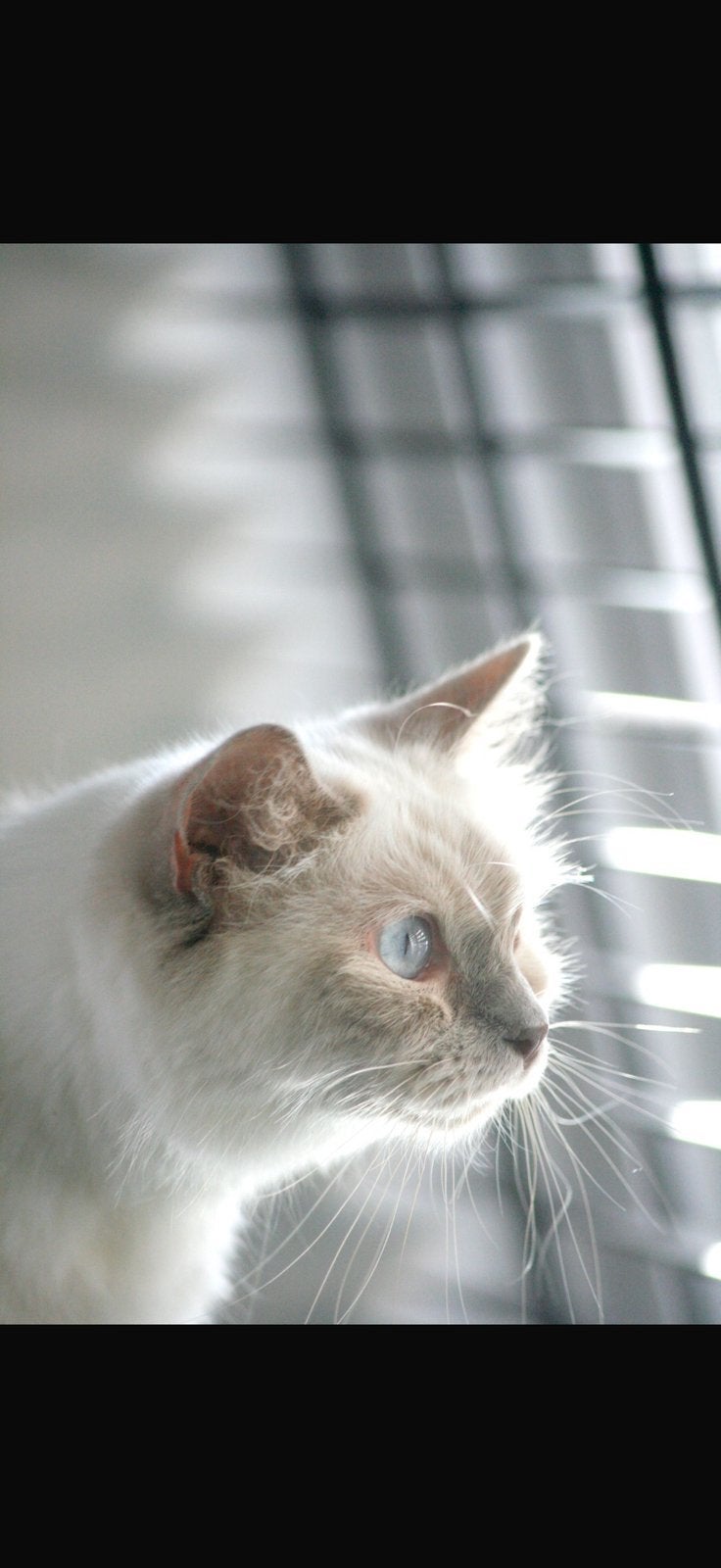 Te koop: Ragdoll poes lilac point, Poes, Met stamboom, 6 jaar of ouder