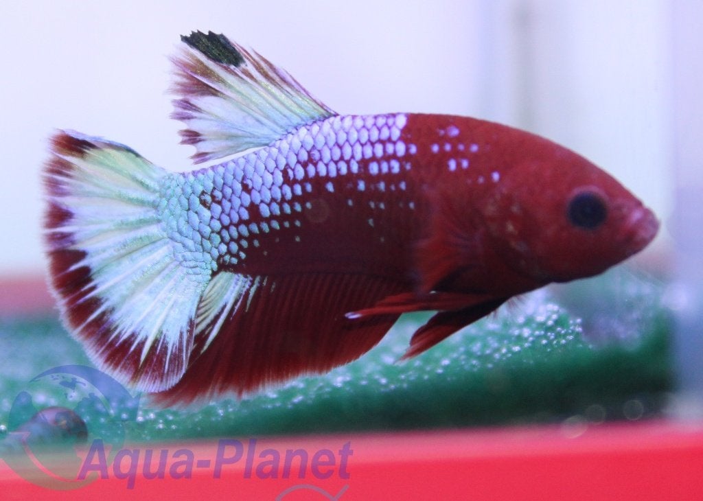 Betta - Hellboy Plakat Red, Dieren en Toebehoren, Vissen | Aquariumvissen, Vis, Zoetwatervis