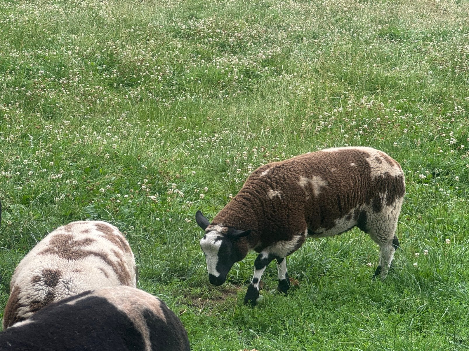 Bonte rammen, Dieren en Toebehoren, Schapen, Geiten en Varkens, Mannelijk, Schaap