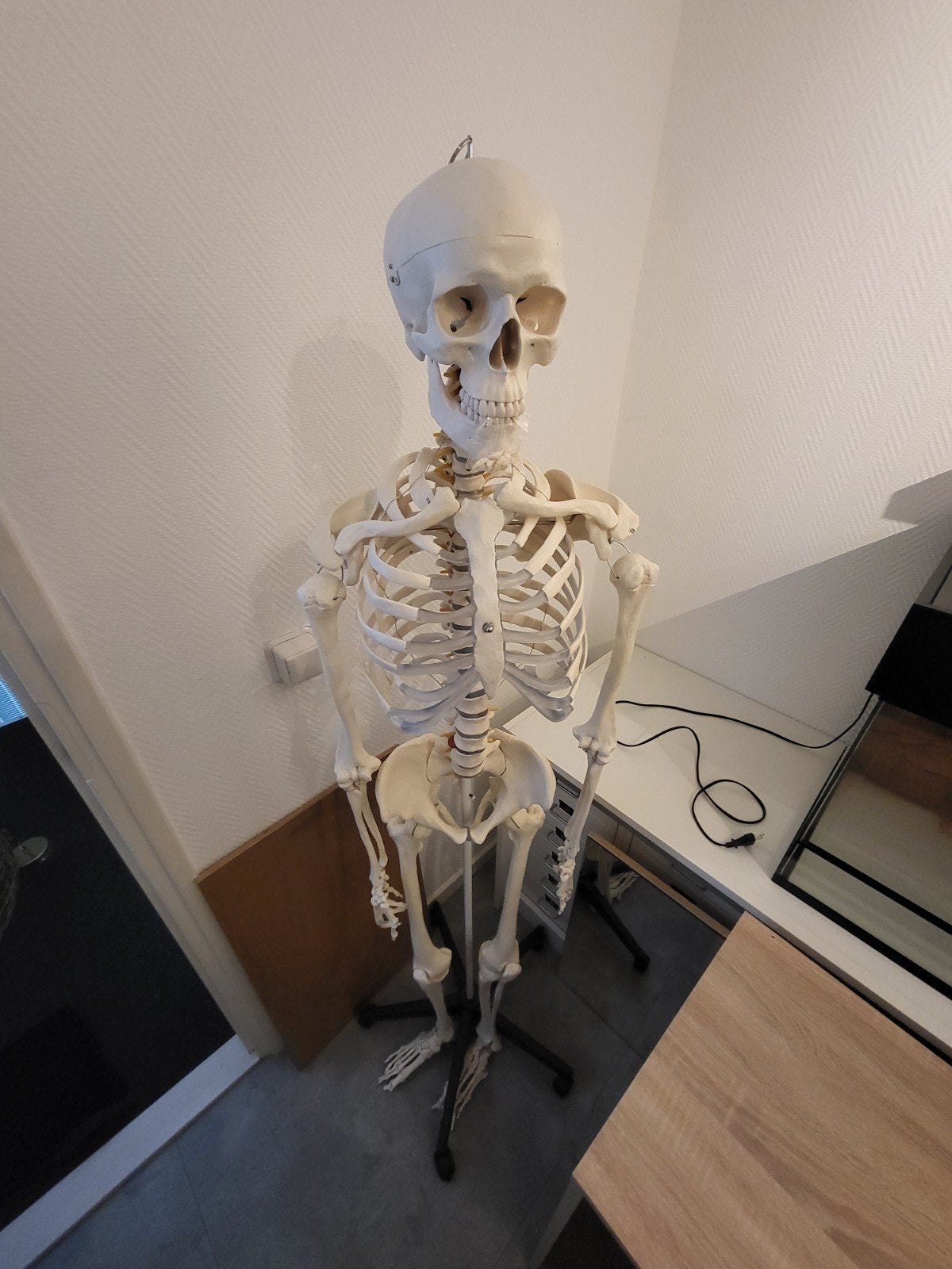 Anatomisch skelet studie/school, Ophalen
