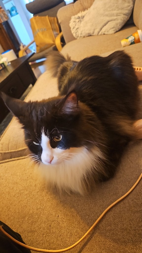 Main coon mannetjes 1 jaar, Kater, Ontwormd, 0 tot 2 jaar
