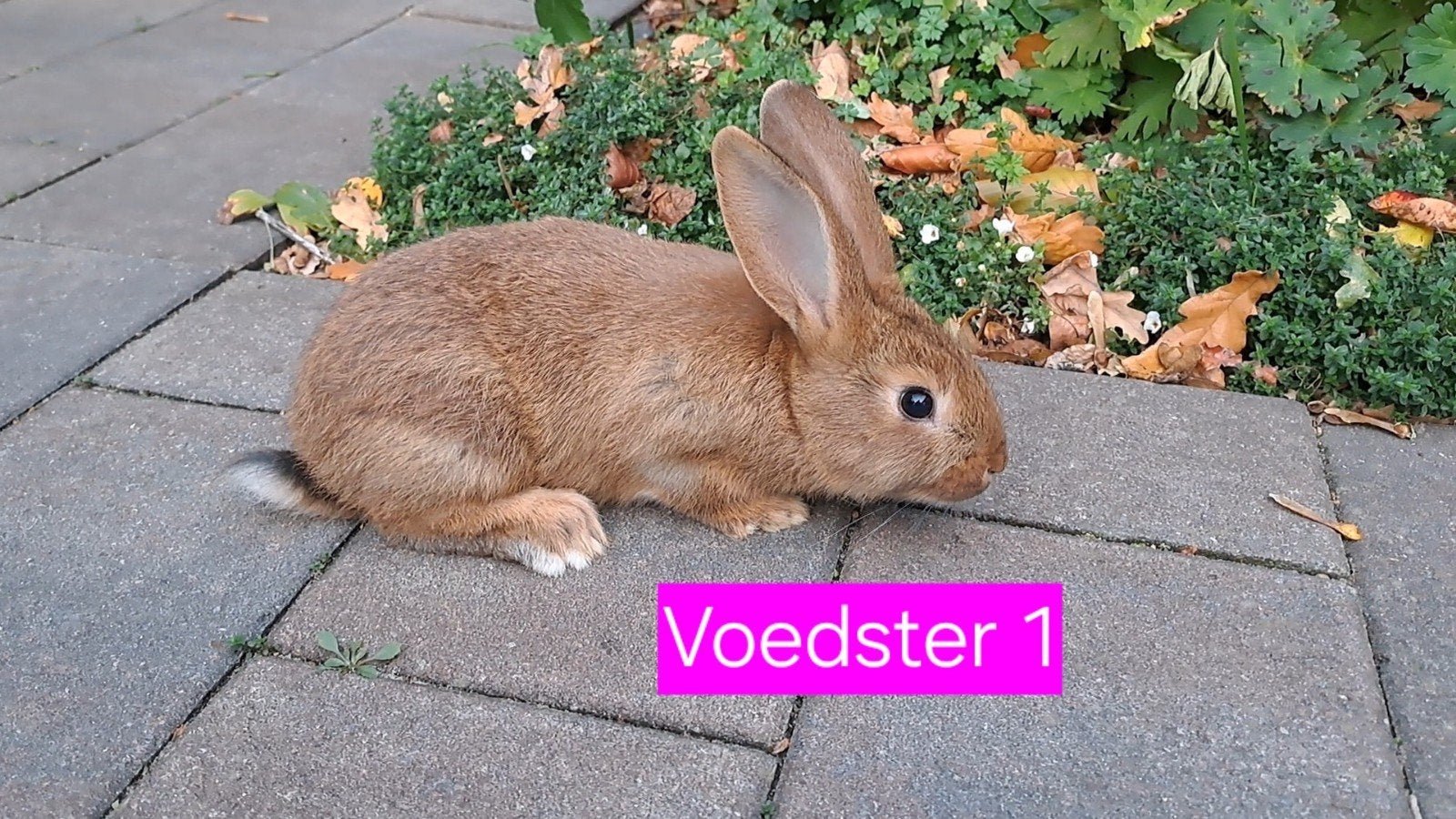Tamme, aanhankelijke jonge konijnen, Dieren en Toebehoren, Meerdere dieren, Middelgroot, 0 tot 2 jaar