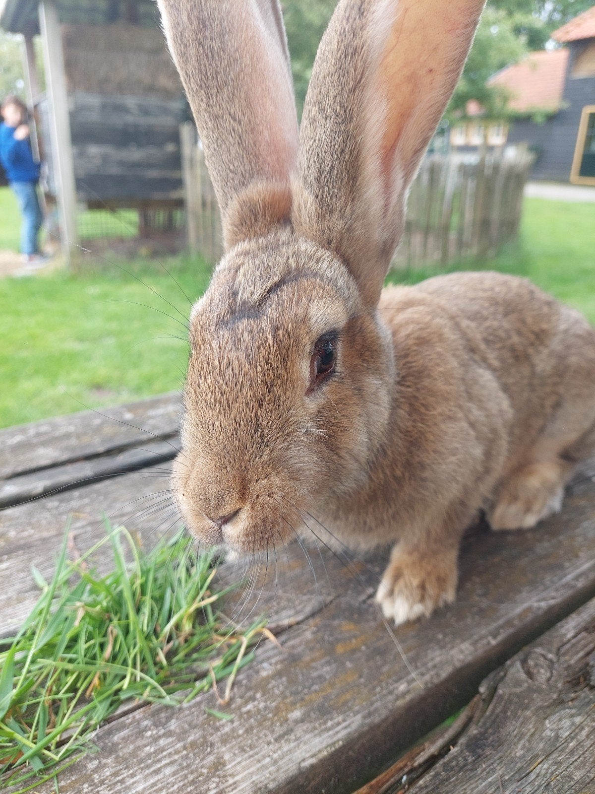 Vlaamse reuzen, Meerdere dieren, Groot