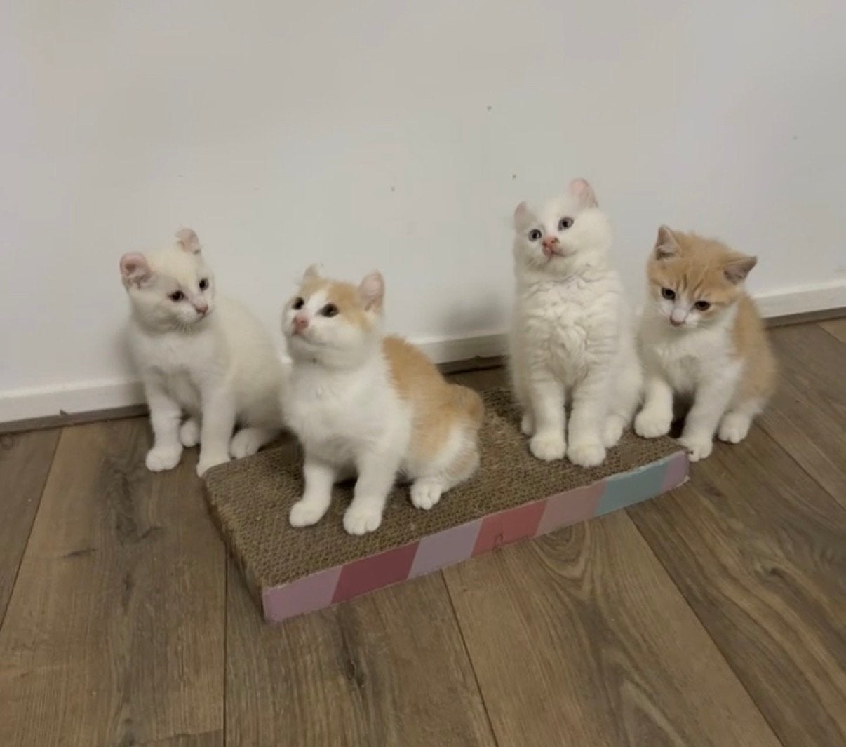 Kitten American Curl & britskorthaar, Meerdere dieren