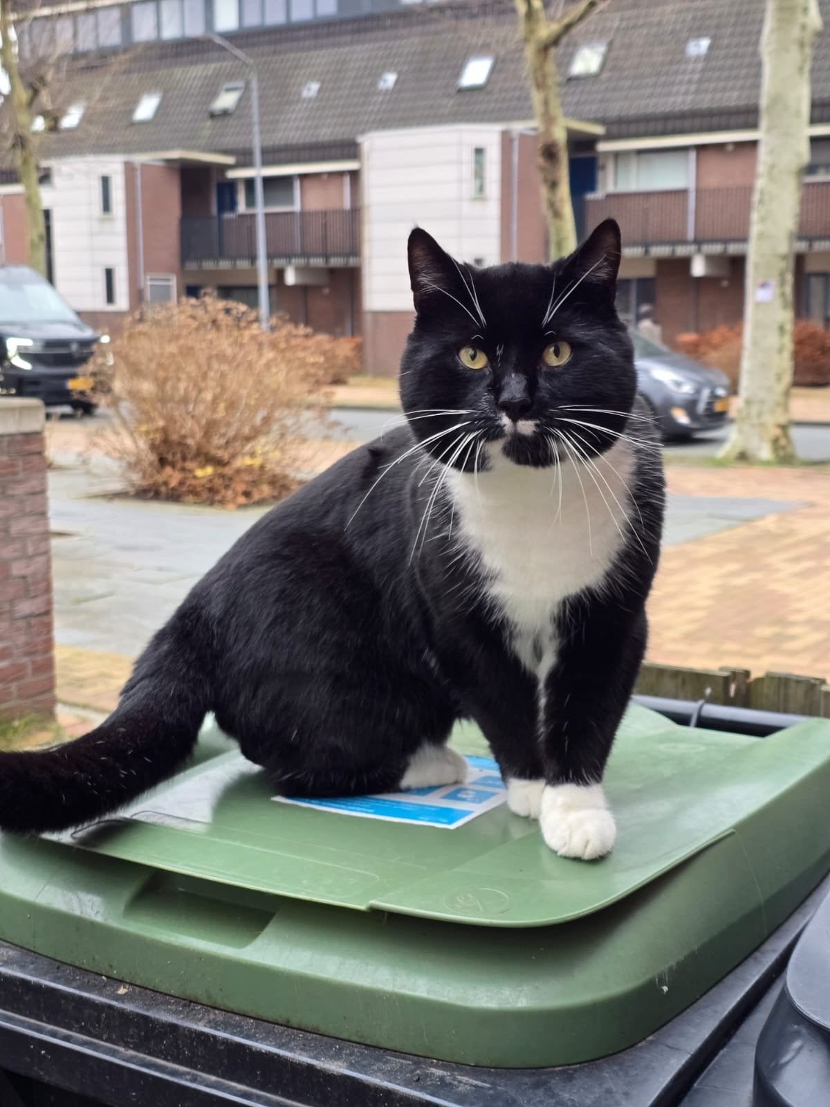Lieve kater ter herplaatsing – rustig en aanhankelijk, Dieren en Toebehoren, Kater
