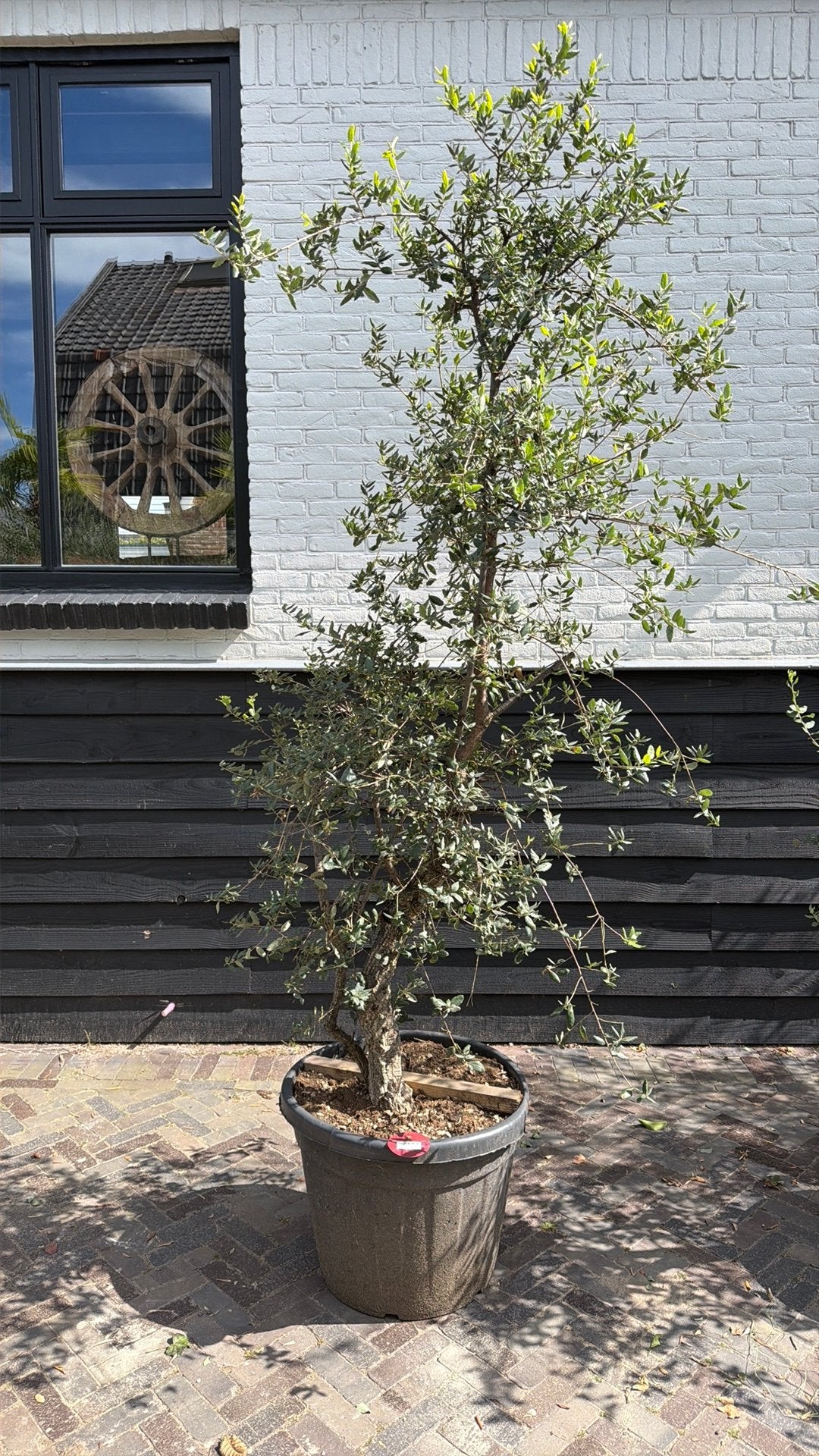 Mooie meerstammige kurkeik, Overige soorten, 100 tot 250 cm, Zomer, Ophalen