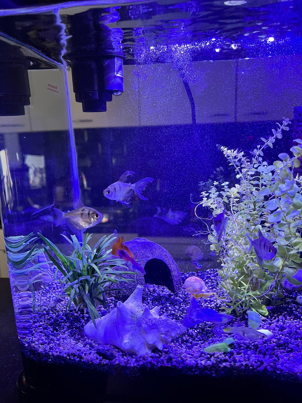 Zwarte tetra’s, Dieren en Toebehoren, Vissen | Aquaria en Toebehoren, Ophalen, Zo goed als nieuw