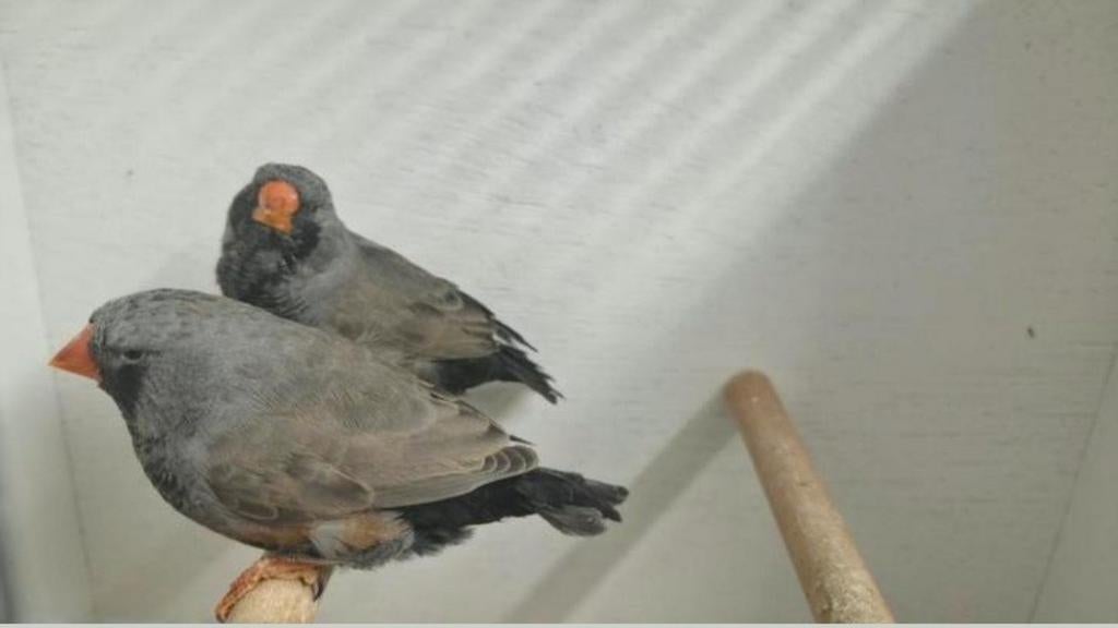 1x Charcoal man, Dieren en Toebehoren, Vogels | Overige Vogels, Mannelijk
