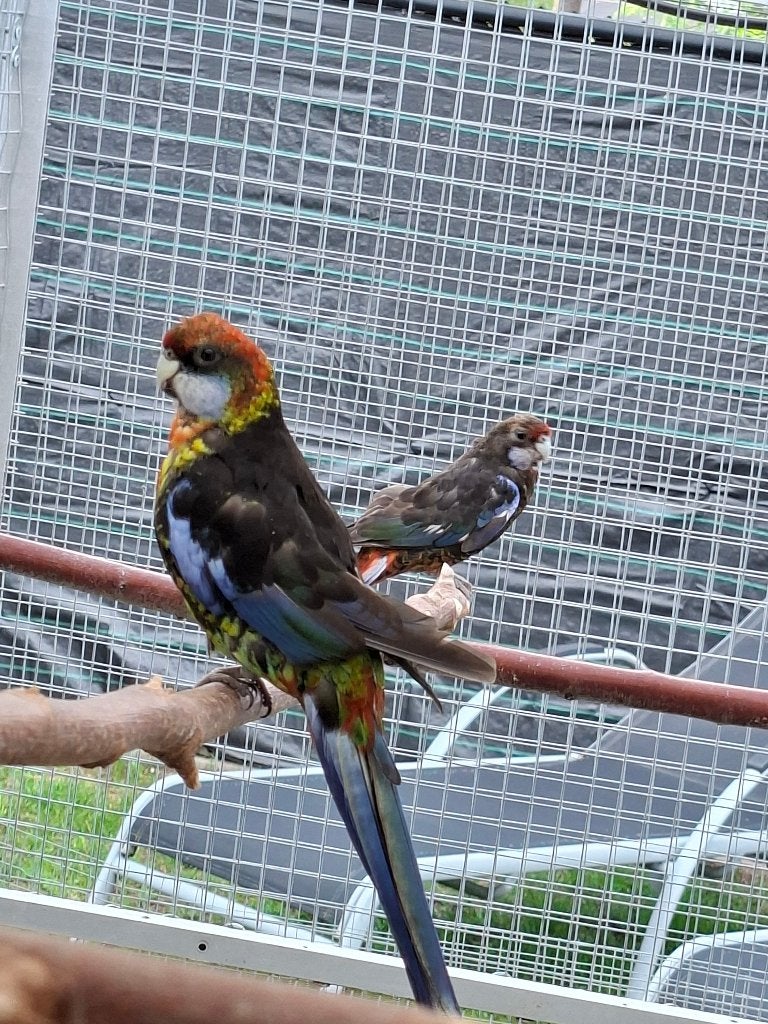 Koppel rosella, Dieren en Toebehoren, Vogels | Parkieten en Papegaaien, Meerdere dieren, Parkiet, Geringd
