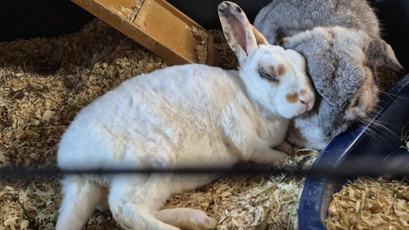 Rex voedster zoekt een nieuw huisje, Dieren en Toebehoren, Knaagdieren, Cavia, Vrouwelijk, Januari, Tam