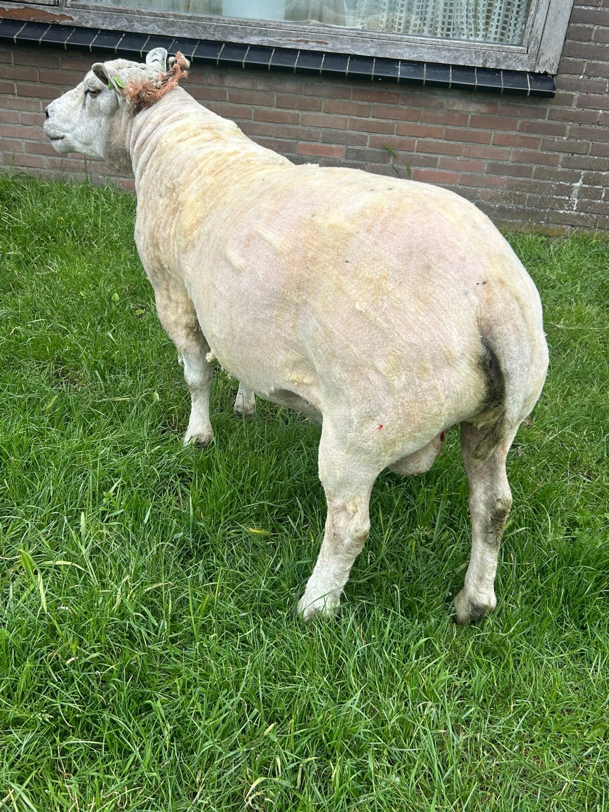 Dekram, Dieren en Toebehoren, Mannelijk, Schaap, 3 tot 5 jaar