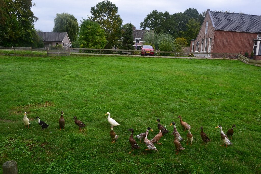 Mooi Indische loopeenden aangeboden, Dieren en Toebehoren, Meerdere dieren, Eend
