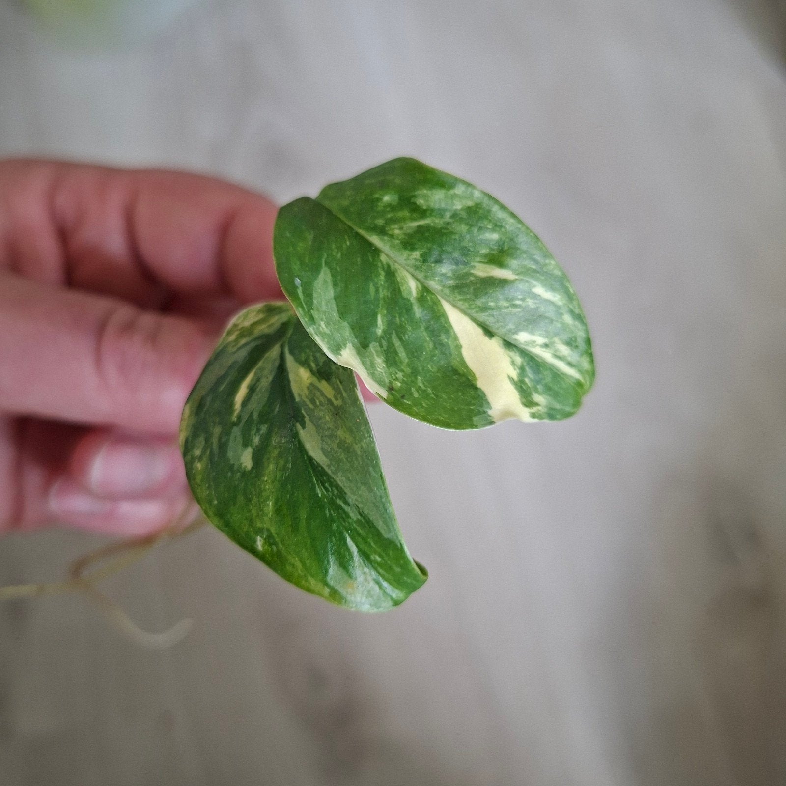 Monstera Lechleriana variegata stek, Huis en Inrichting, Ophalen of Verzenden, Halfschaduw, Minder dan 100 cm