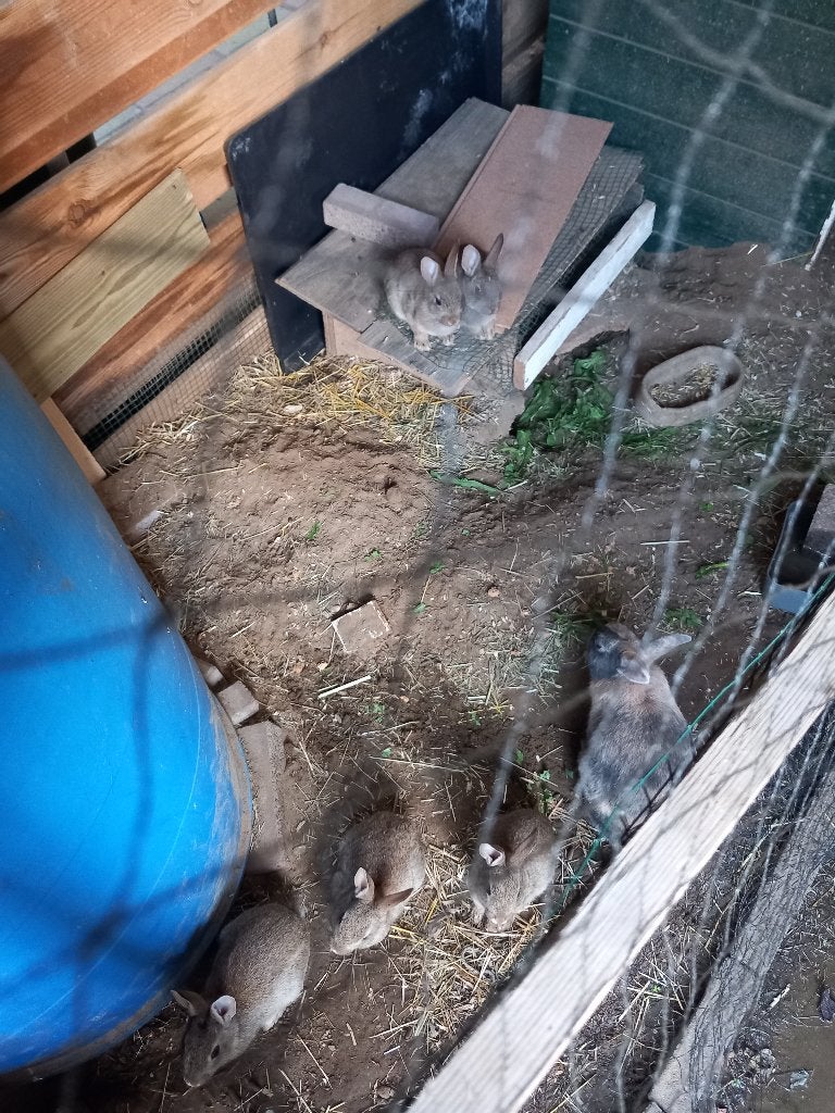 Jonge dwergkonijntjes, Dieren en Toebehoren, Meerdere dieren, Dwerg, 0 tot 2 jaar