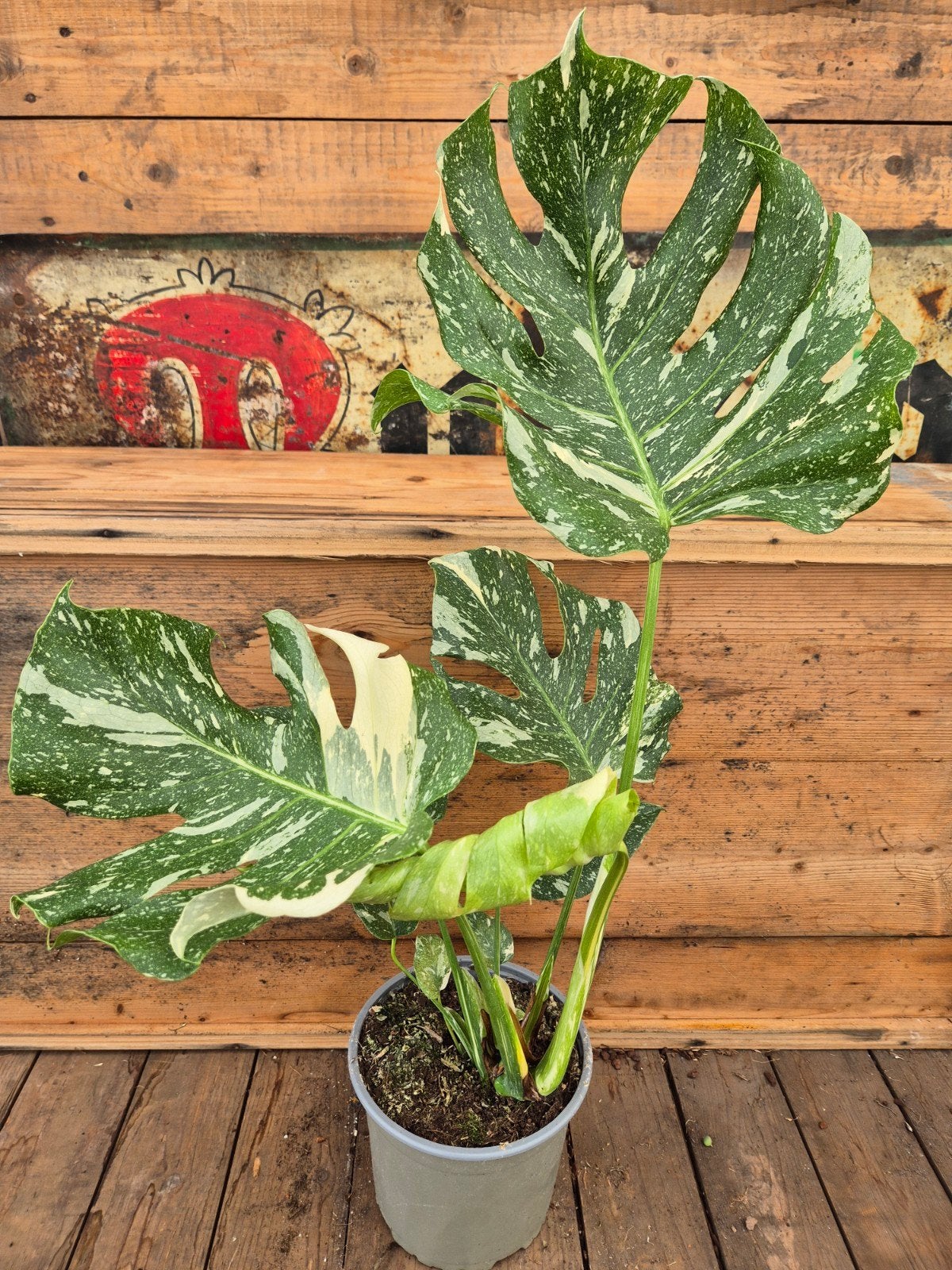 Monstera Thai Constellation p17 XXL (E)