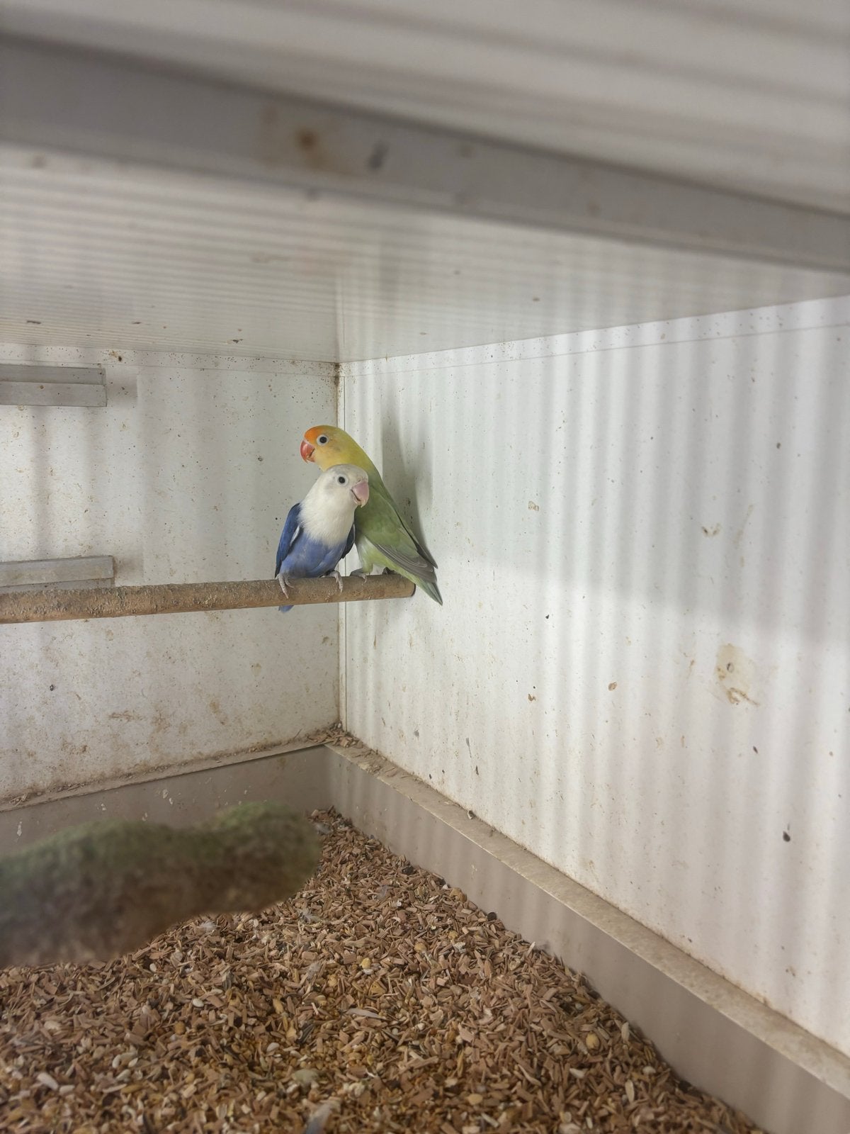 Agapornis, Dieren en Toebehoren, Vogels | Parkieten en Papegaaien, Meerdere dieren, Dwergpapegaai of Agapornis