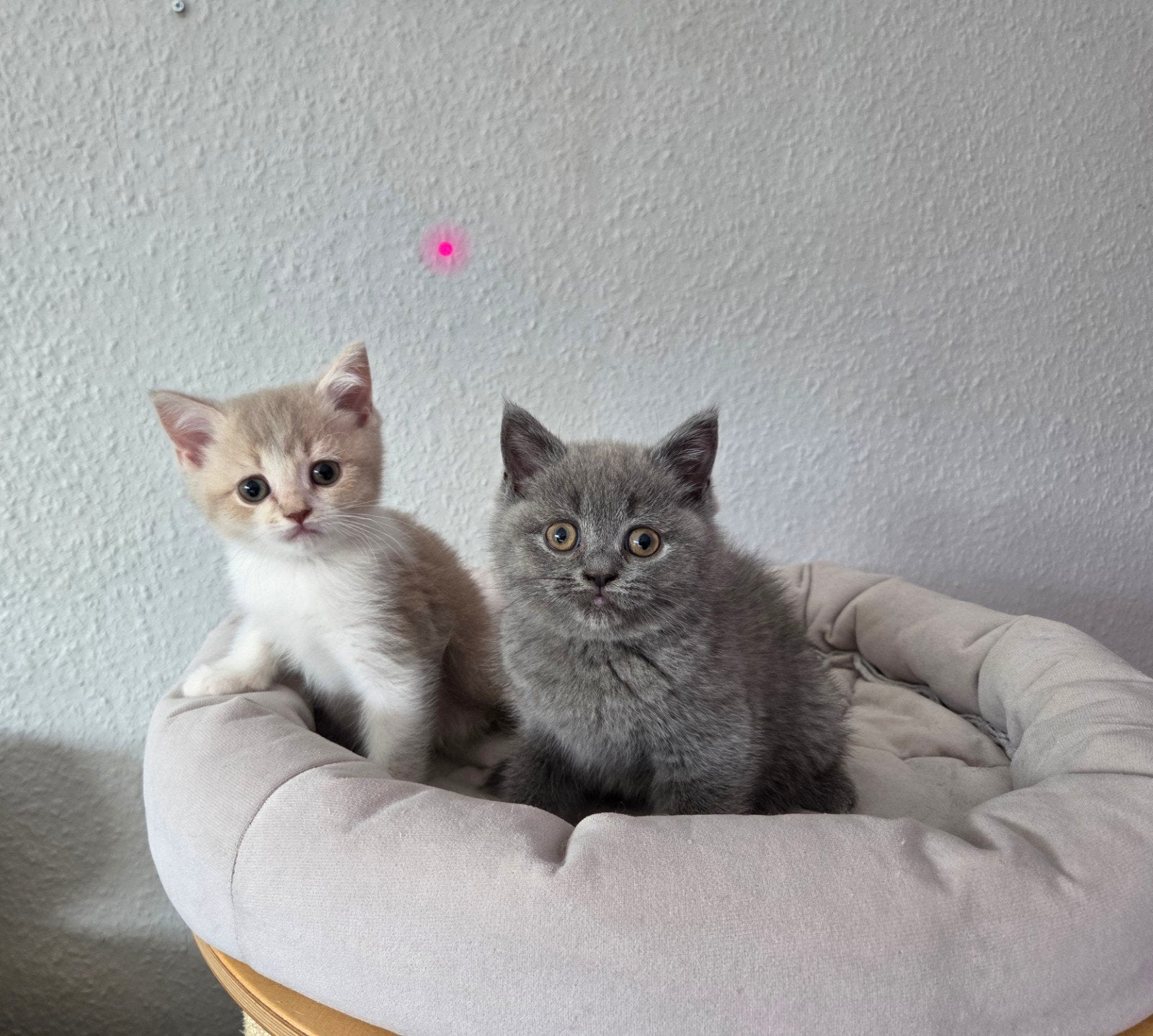 Britse korthaar kittens stamboom lilac blue white black, Dieren en Toebehoren, Meerdere dieren, Met stamboom, 0 tot 2 jaar