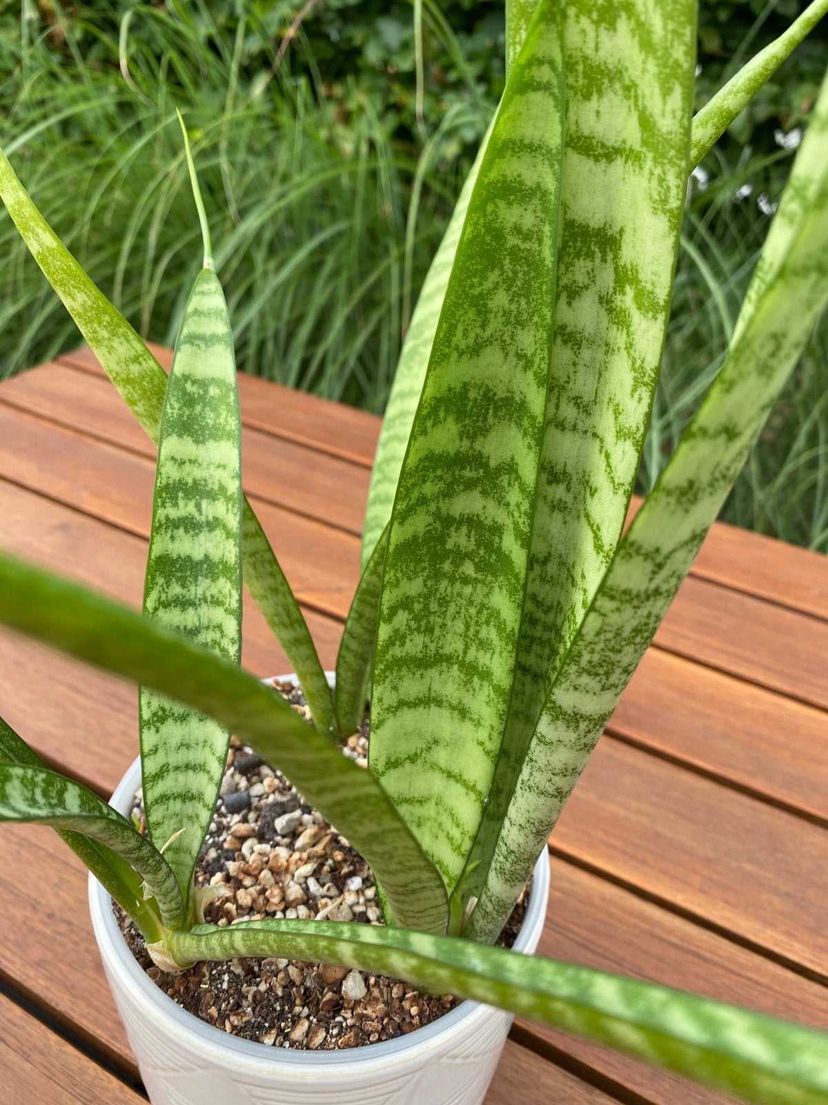 Sansevieria slimmerette, Tuin en Terras, Ophalen, Overige soorten, Volle zon