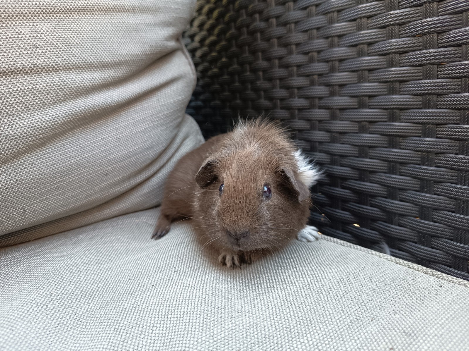 Bruin wit cavia zeugje, Dieren en Toebehoren, Knaagdieren, Juni, Vrouwelijk, Cavia