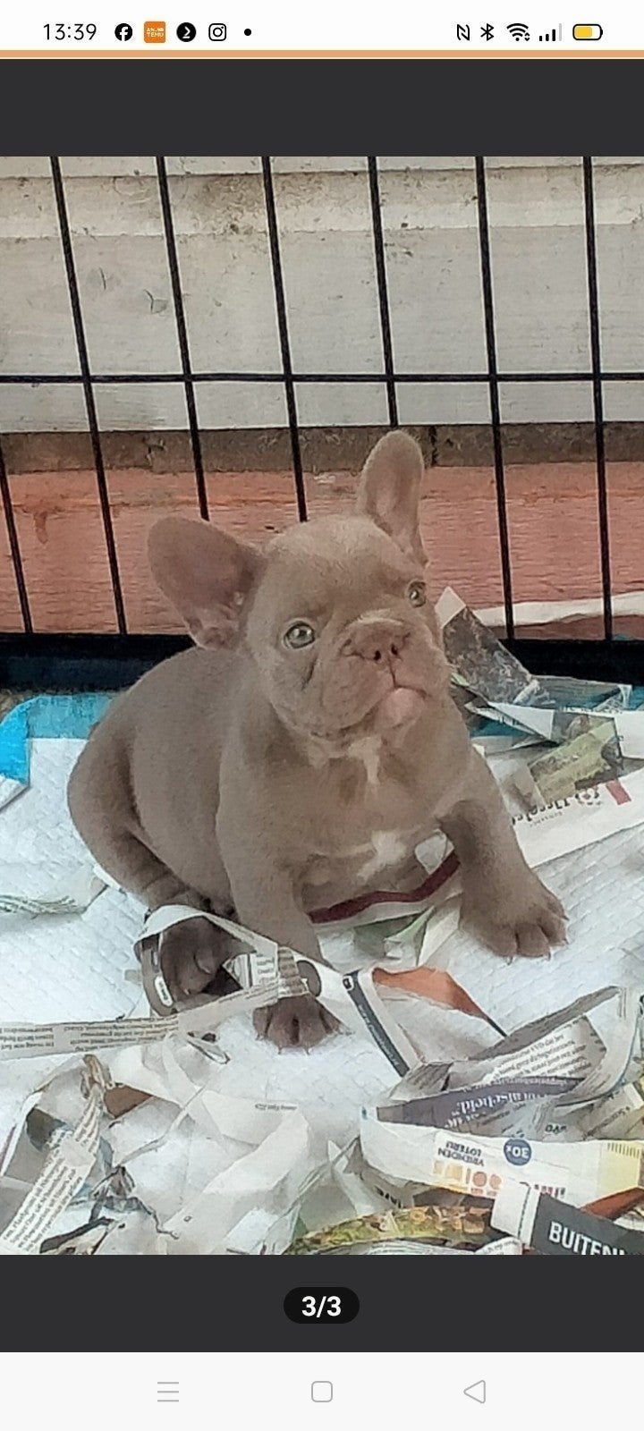 Franse bulldog pups, 8 tot 15 weken, Bulldog, Meerdere, Meerdere dieren