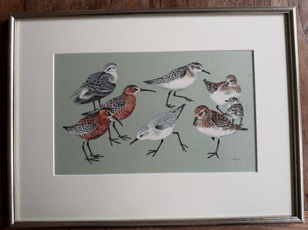 Ingelijste aquarel van strandlopers- gesigneerd, Ophalen