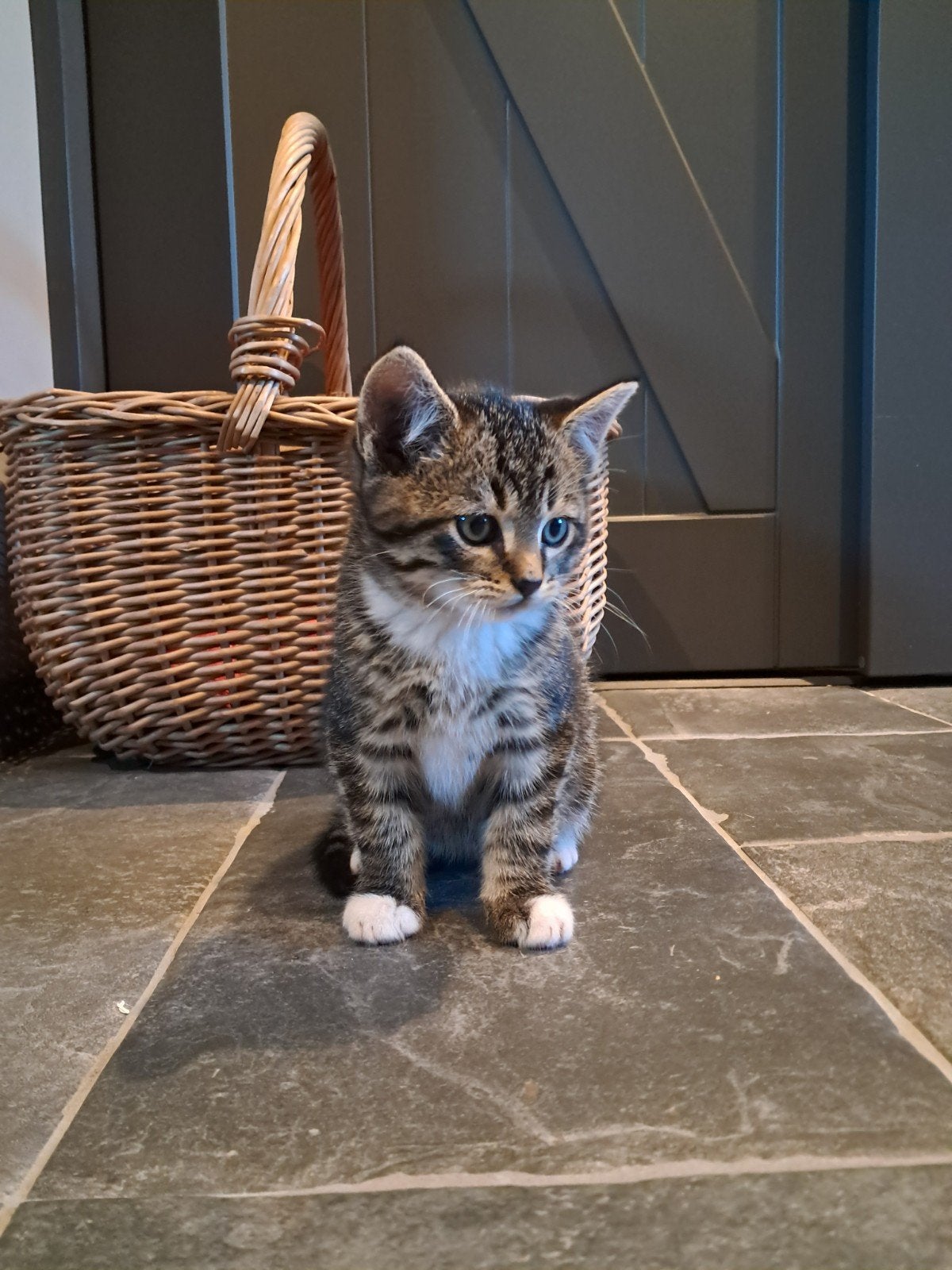 Nog 1 lieve kater boerderij kitten. tijgertje grijs/wit, Kater, 0 tot 2 jaar