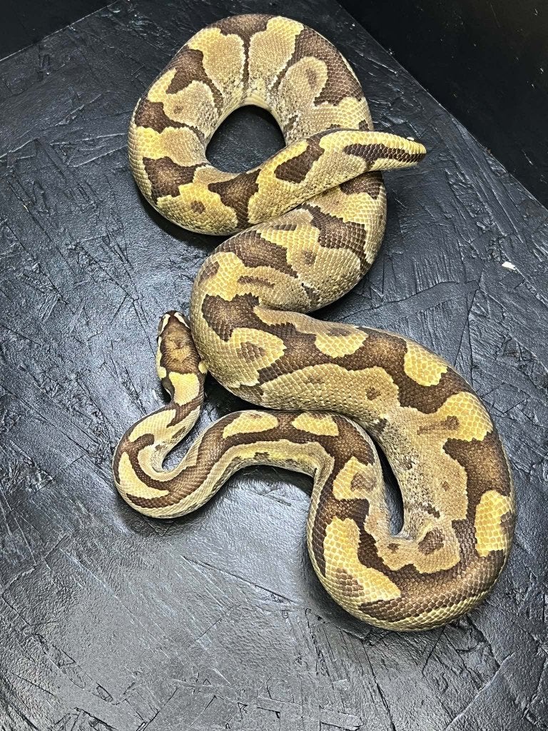 Ball python 1.0 Mario (Houten) Ball Python - male for sale from shirley sterckx