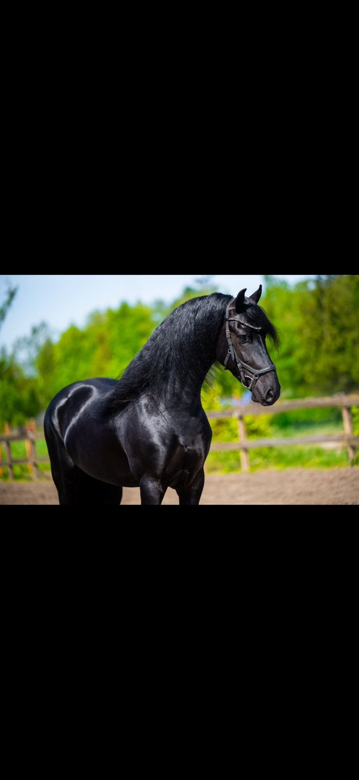 Super leuke 4.5 jarige hengst, Dieren en Toebehoren, Ruin, Dressuurpaard, 3 tot 6 jaar