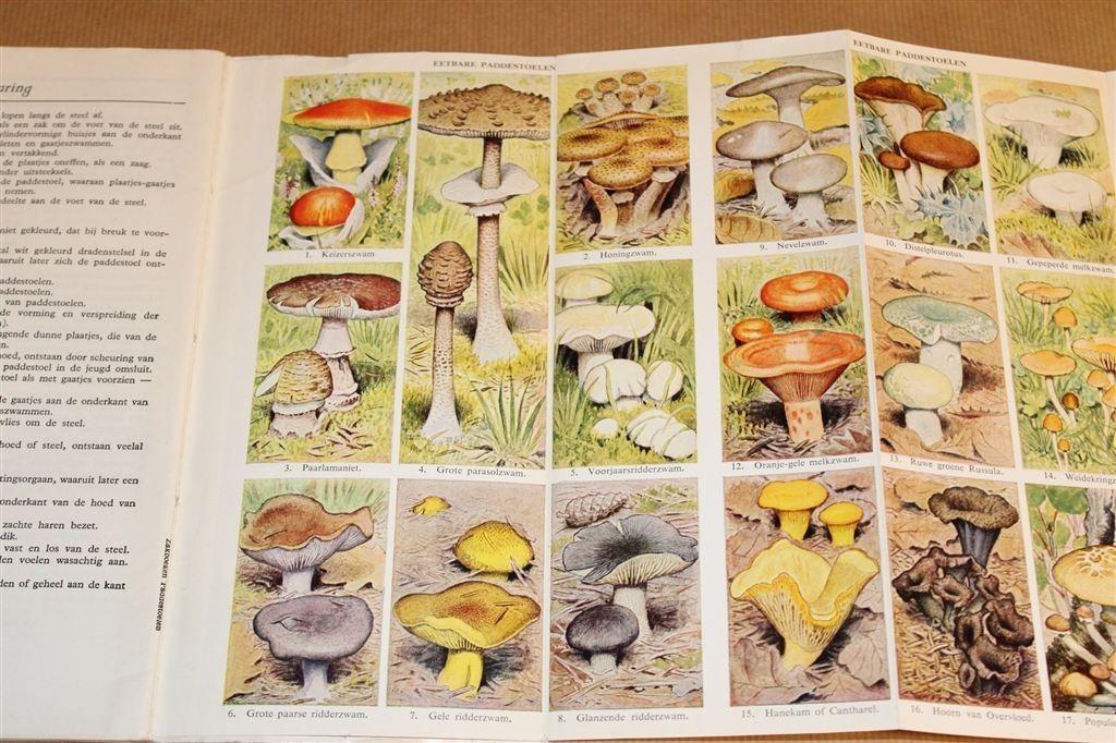 Kleine Paddestoelen Atlas — Zakboek Natuurvrienden, Ophalen of Verzenden, Gelezen