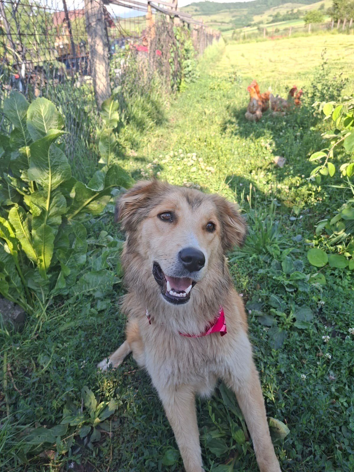 Daisy zoekt baasje, Particulier, 1 tot 2 jaar, Buitenland, Teef