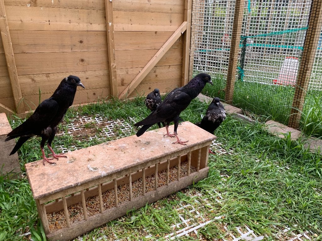 Zwarte jonge Brunner kroppers, Meerdere dieren, Kropper