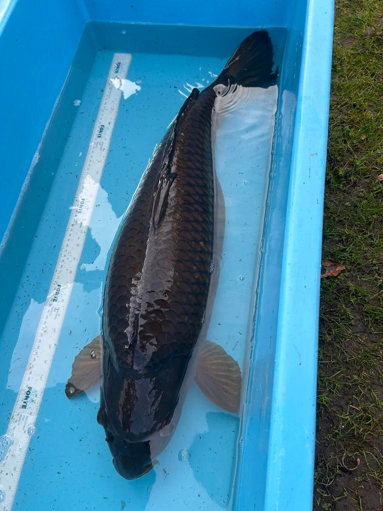 Karasu koi 80 cm, Karper of Koi