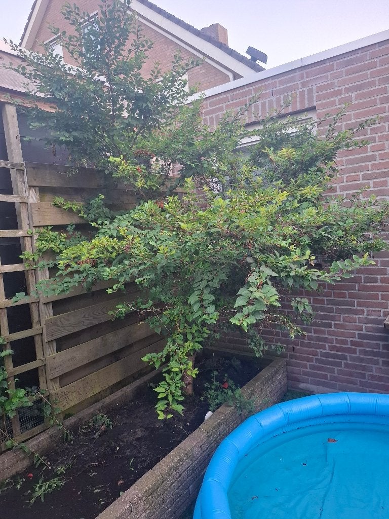 Prunus, Ophalen, Laurier, 100 tot 250 cm
