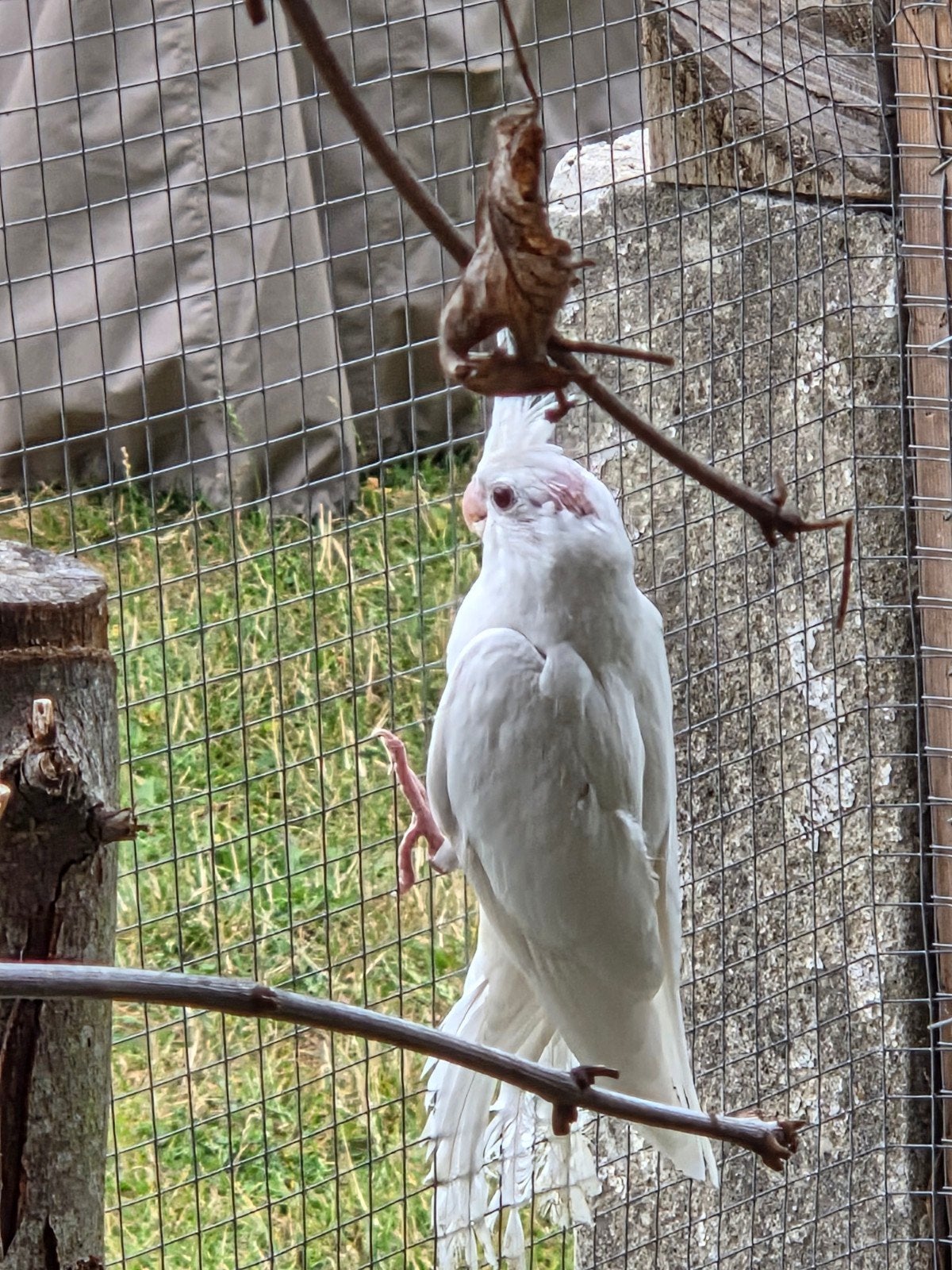 valkparkiet albino, Dieren en Toebehoren, Geslacht onbekend, Parkiet, Geringd