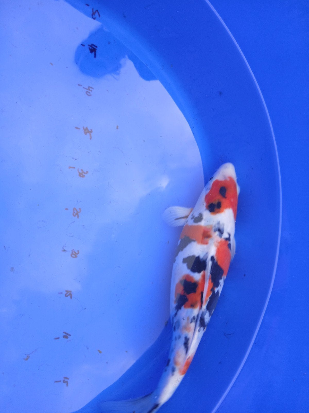 Japanse koi Sanke 35cm van kweker Sakazume, Karper of Koi