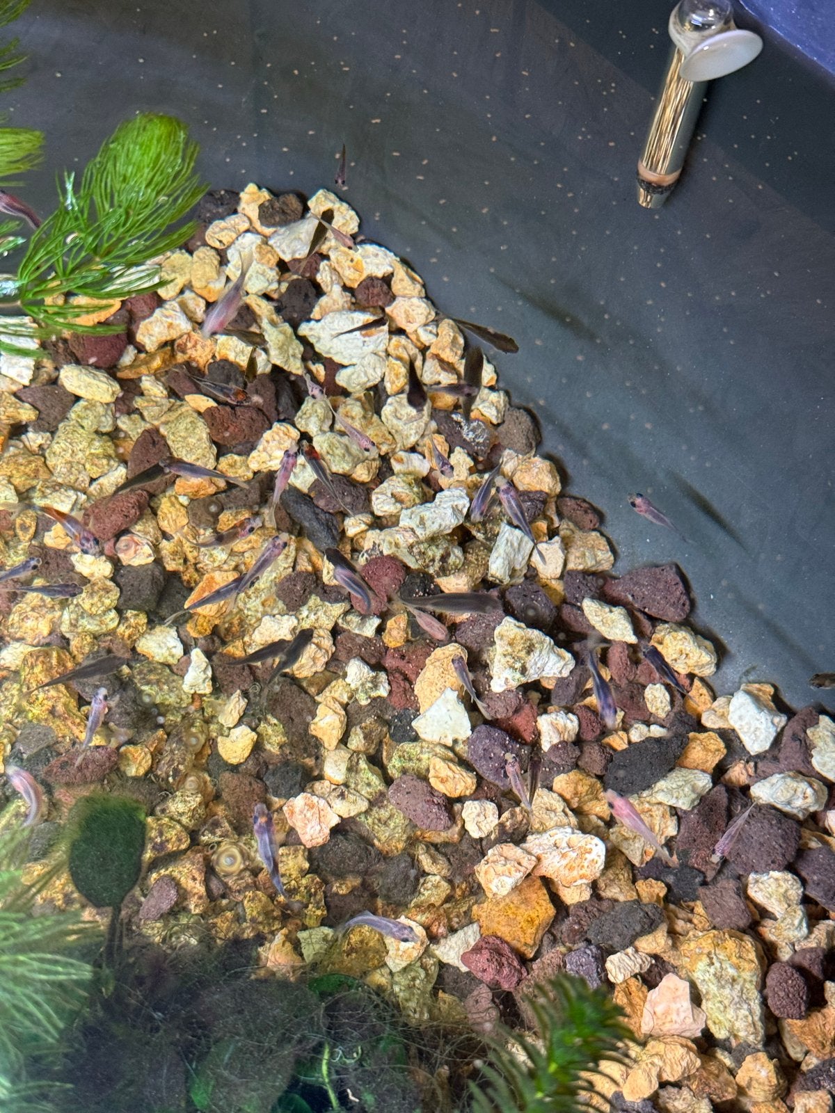 Shubunkins, Dieren en Toebehoren