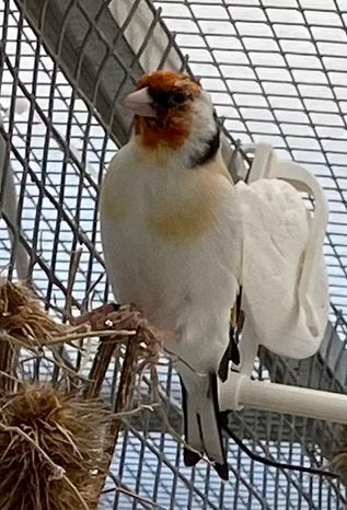 Major putters mannen 2026, Dieren en Toebehoren, Mannelijk, Wildzangvogel, Geringd