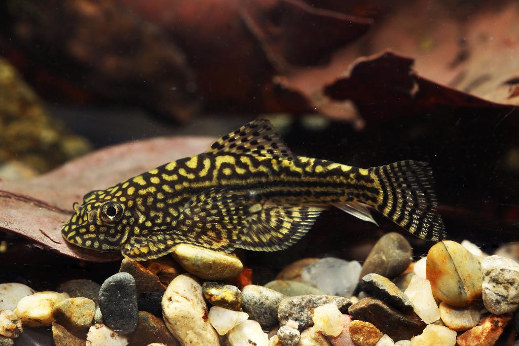 Sewellia Lineolata, Dieren en Toebehoren, Vis, Zoetwatervis
