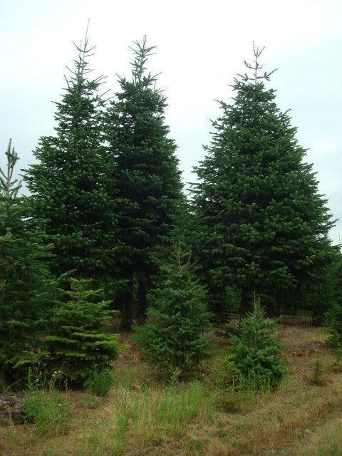 nordmannnen, Tuin en Terras, Overige soorten, Zomer, 400 cm of meer, Ophalen