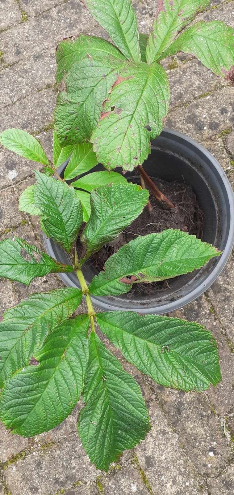 aparte tuinplant, Vaste plant, Bloeit niet, Halfschaduw, Ophalen