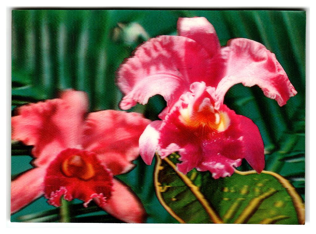 Cattleya, 3-D kaart, Verzenden, 1960 tot 1980, Gelopen, Natuur
